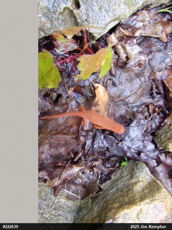 Red-spotted Newt