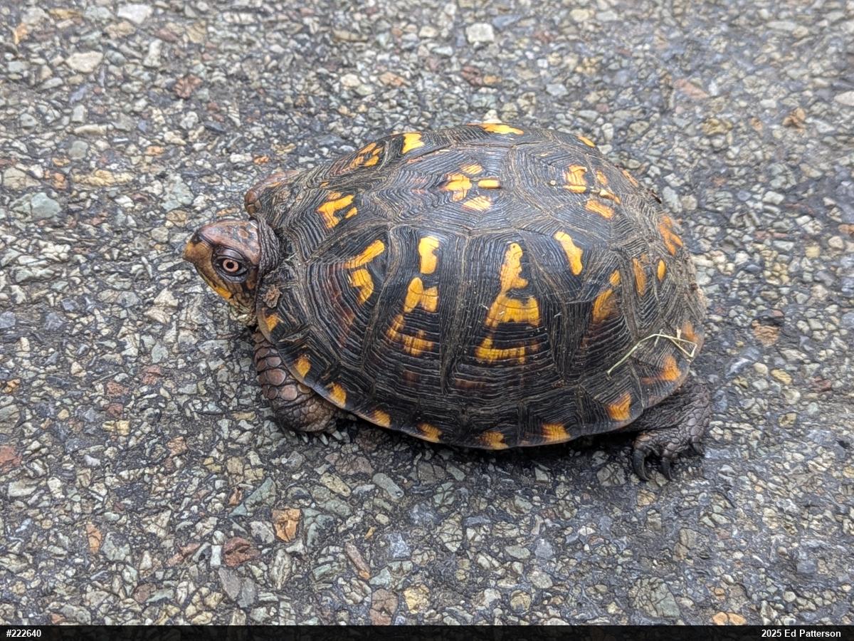 Eastern Box Turtle