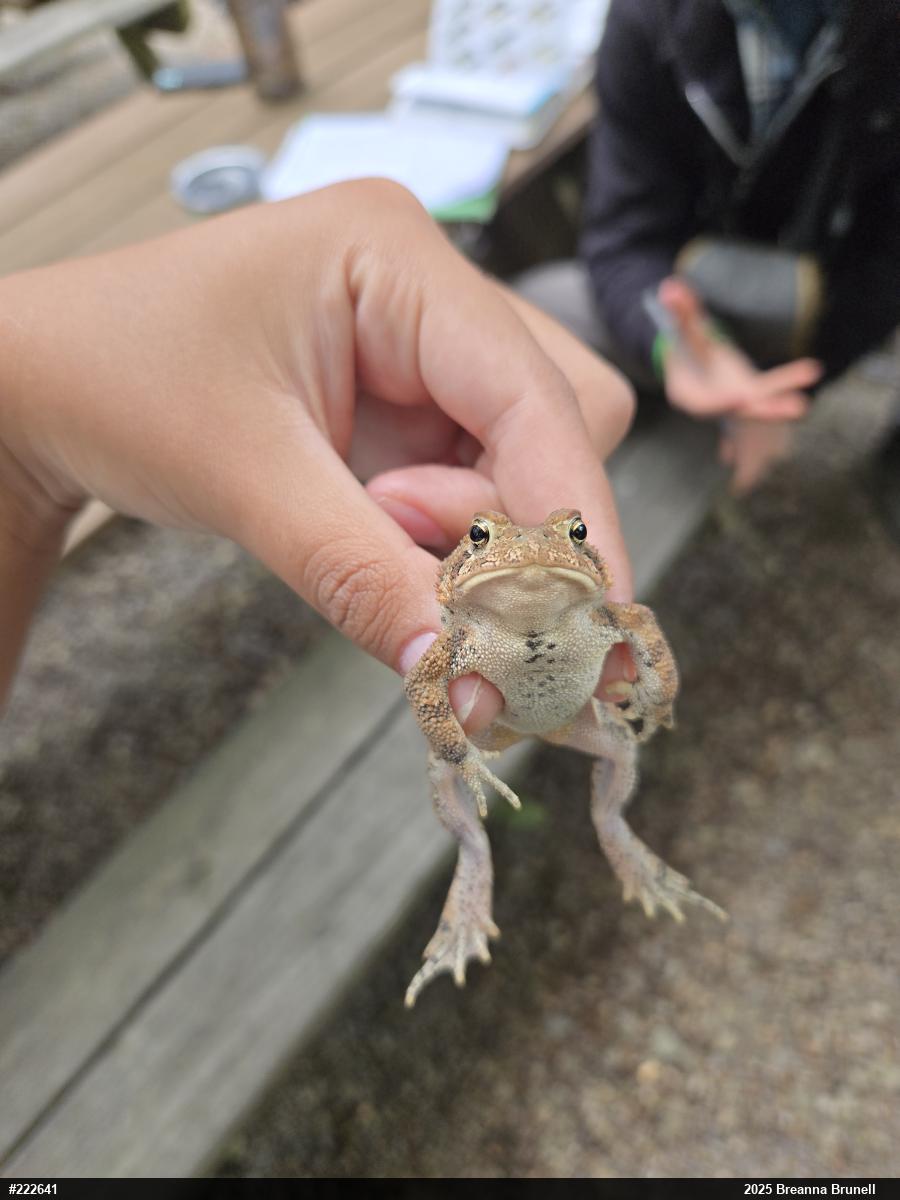 Eastern American Toad