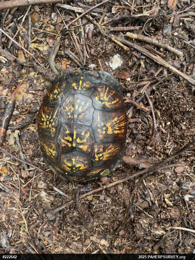 Eastern Box Turtle