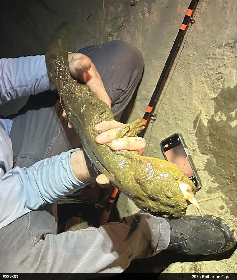 Eastern Hellbender