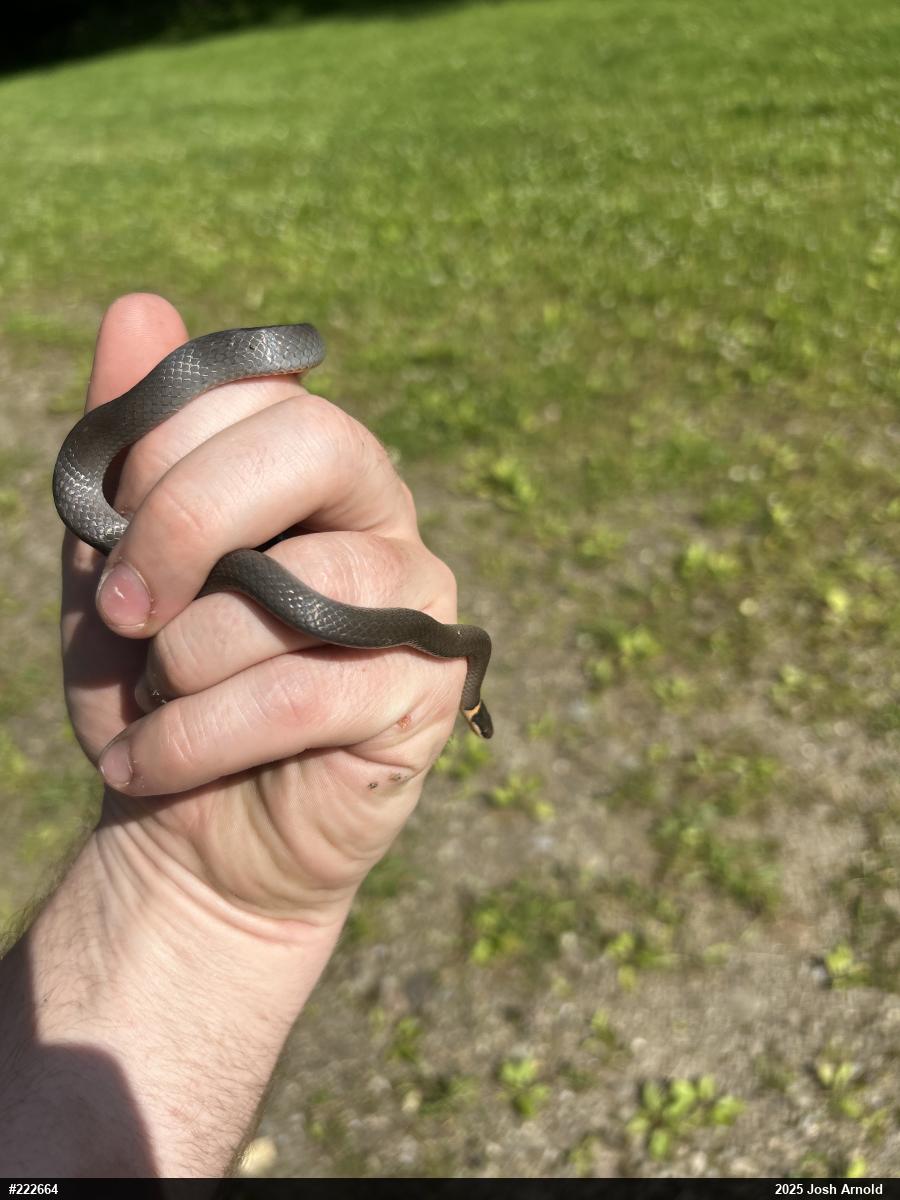 Northern Ring-necked Snake