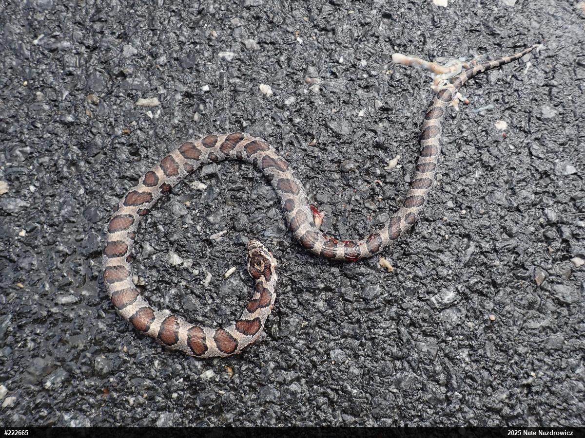 Eastern Milksnake