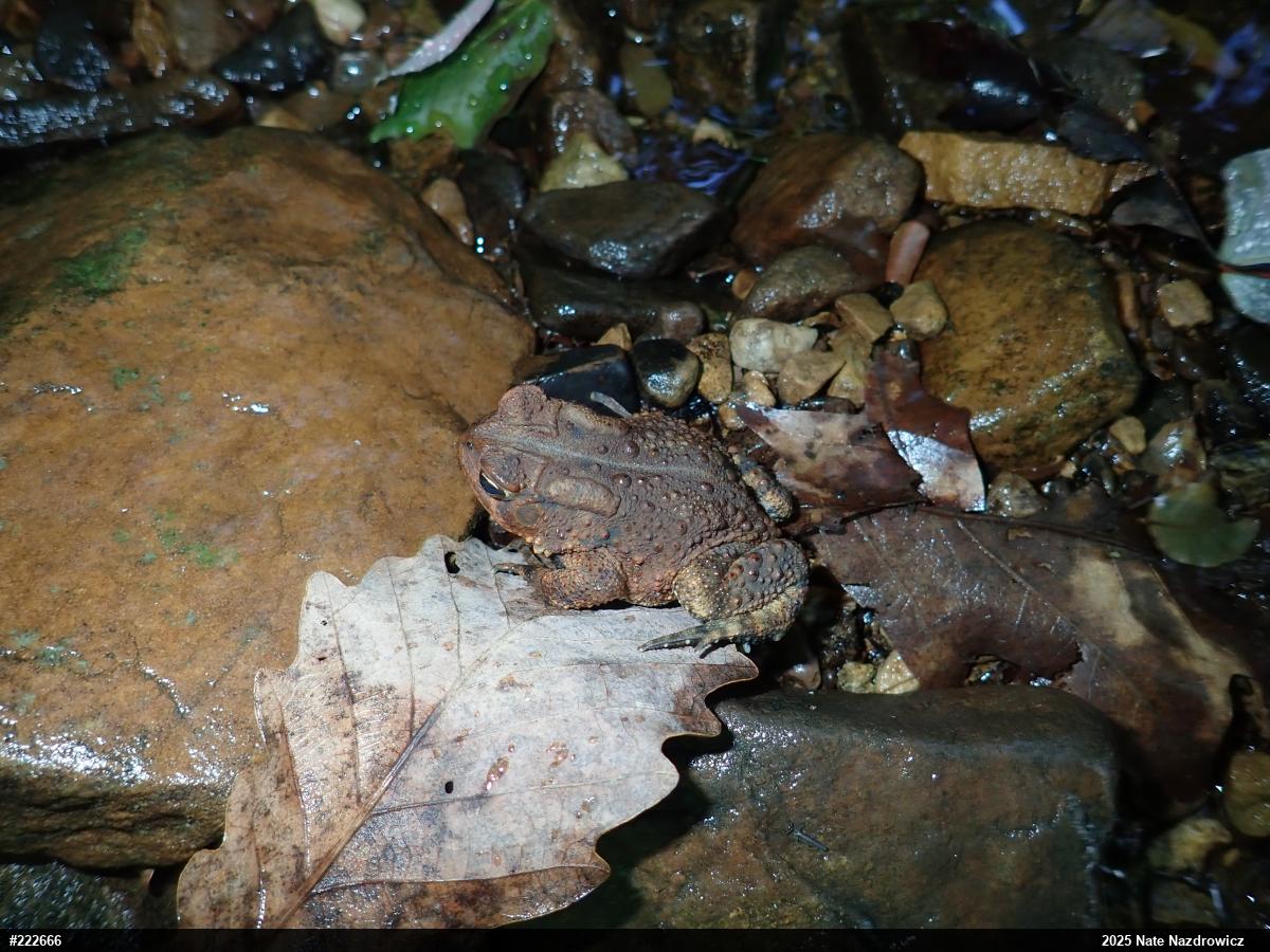 Eastern American Toad