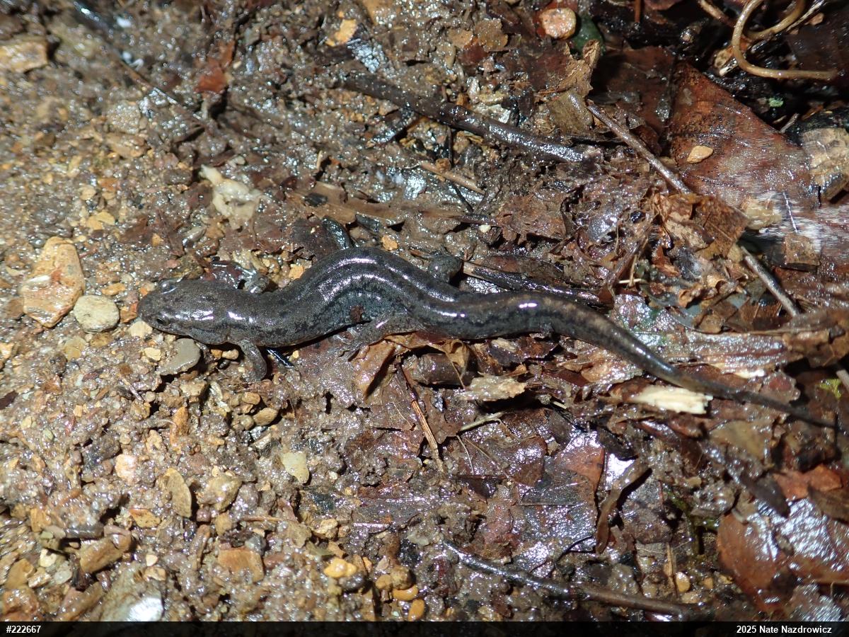 Northern Dusky Salamander