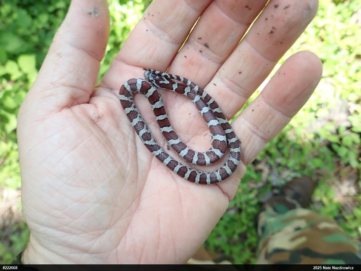 Eastern Milksnake
