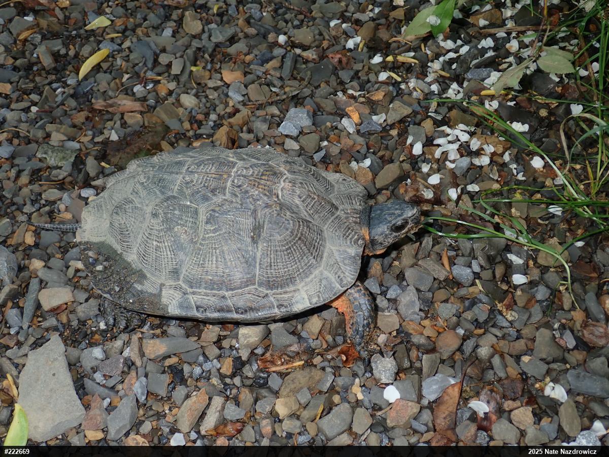 Wood Turtle