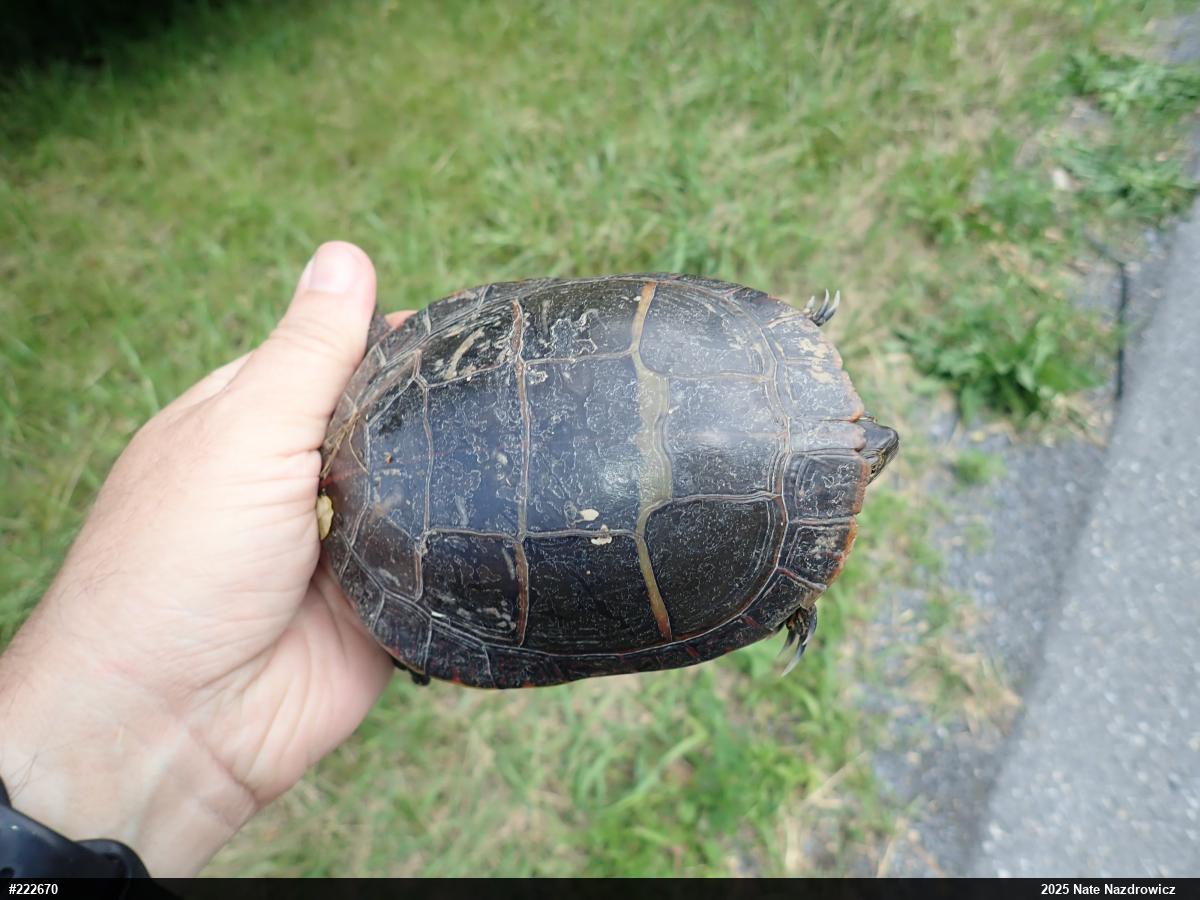 Eastern Painted Turtle