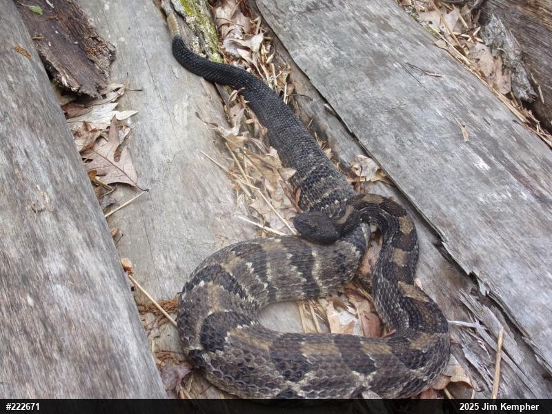Timber Rattlesnake