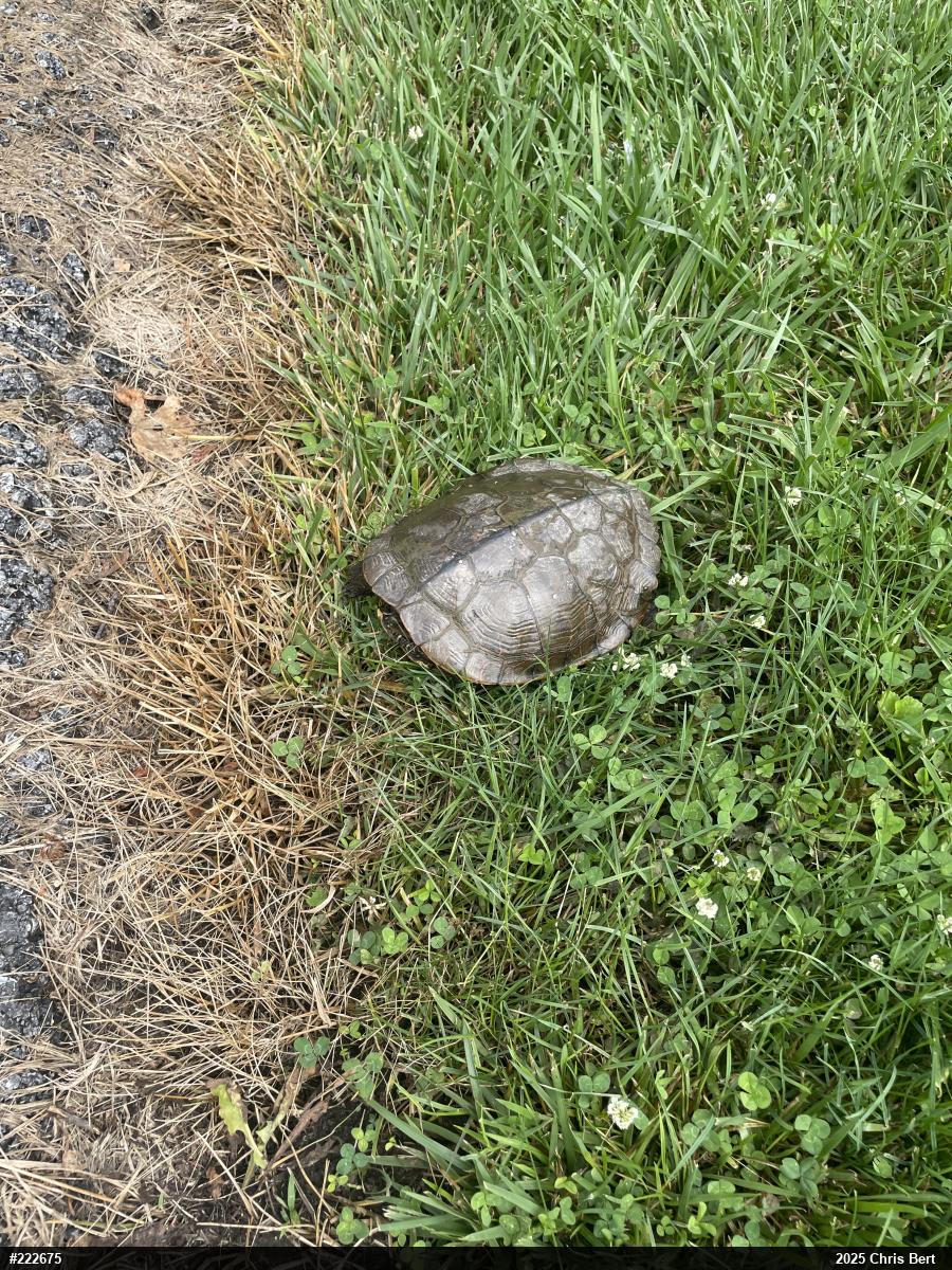 Northern Map Turtle