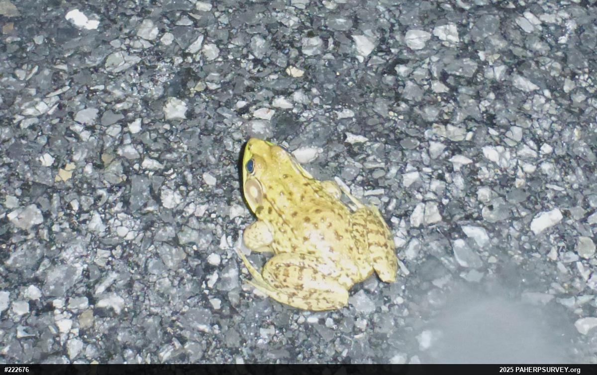 Green Frog