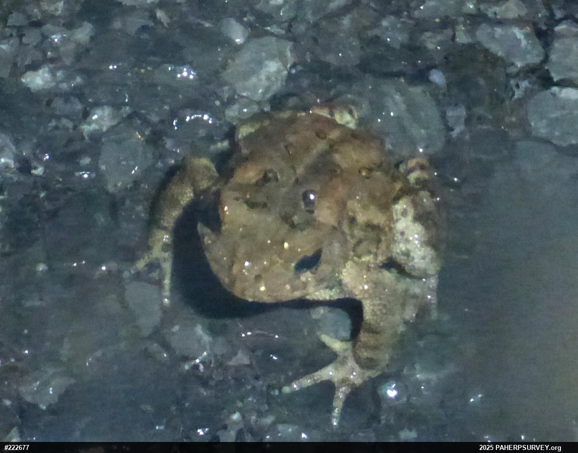 Eastern American Toad