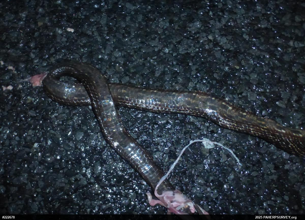 Eastern Ratsnake