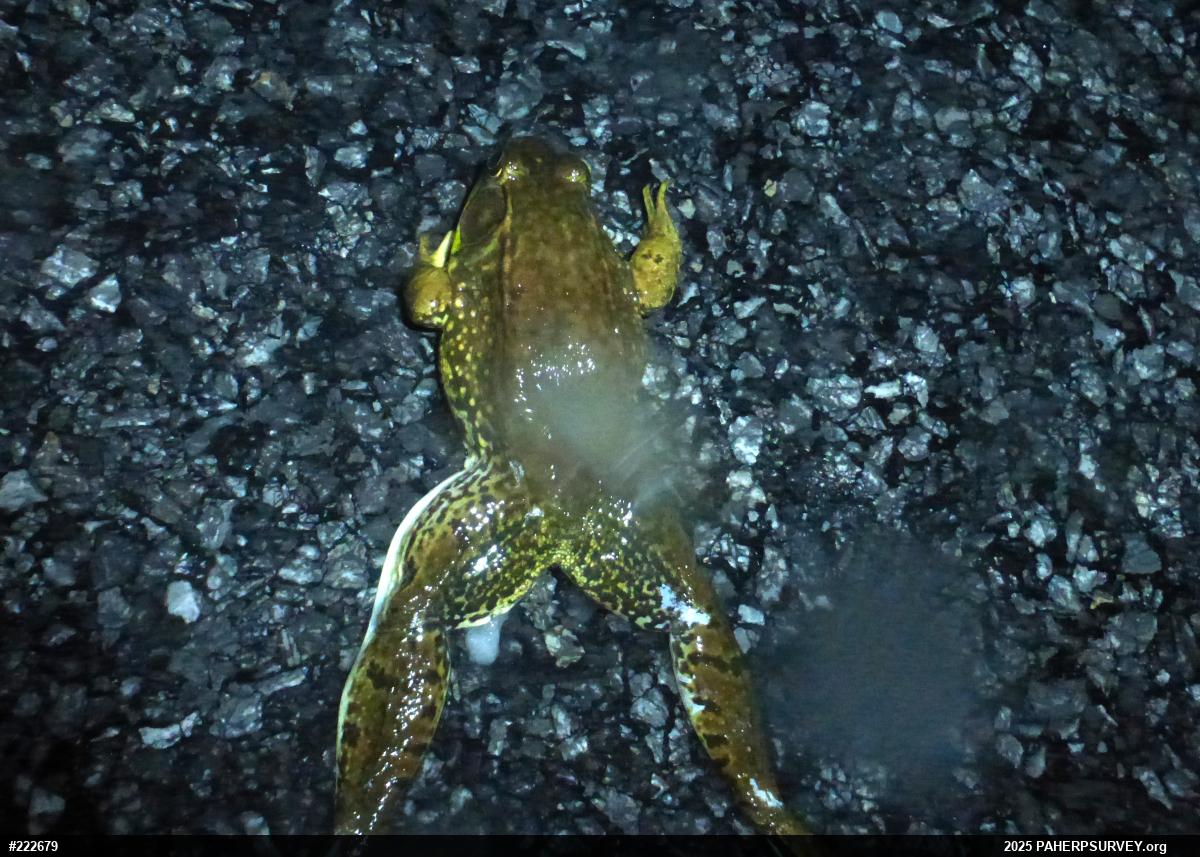 Green Frog