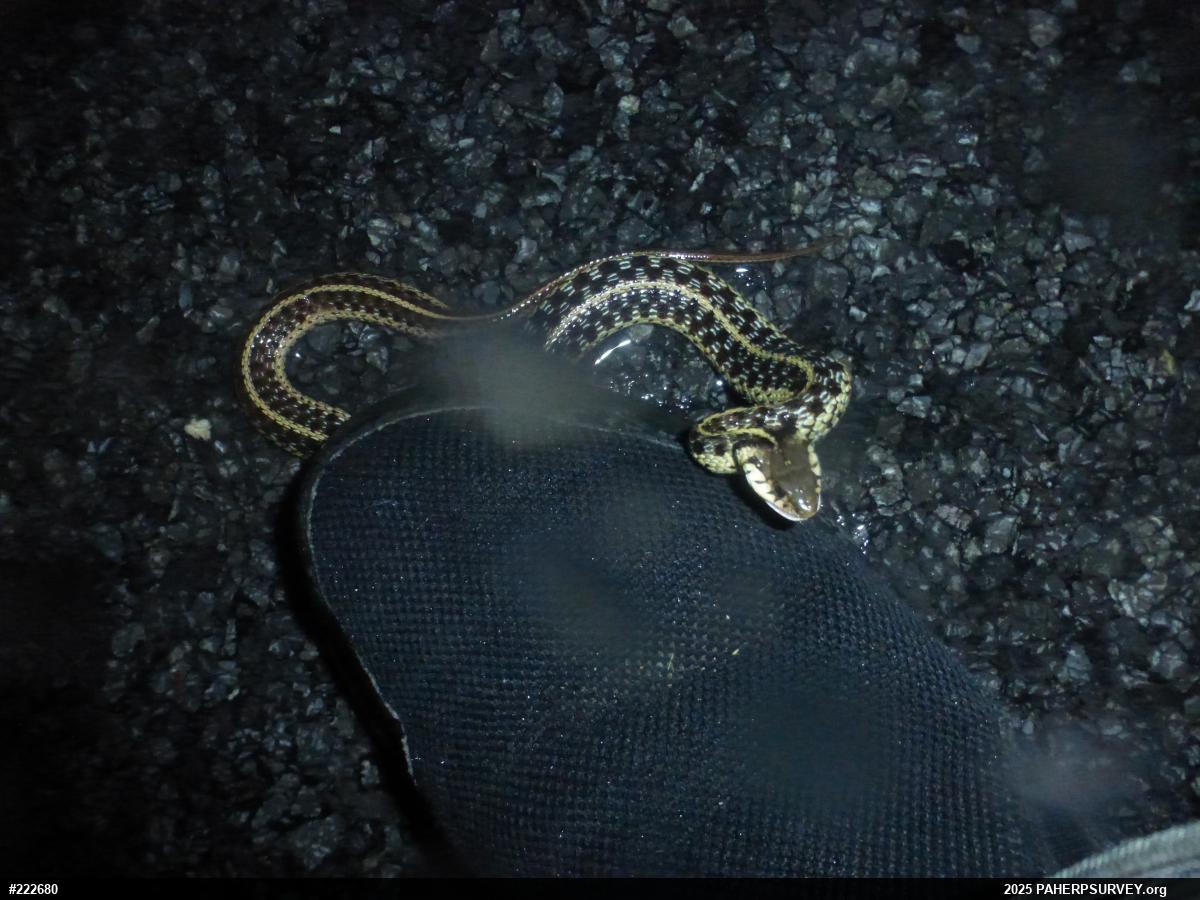 Eastern Gartersnake