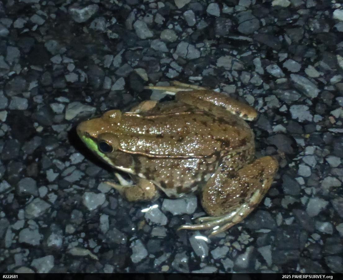 Green Frog