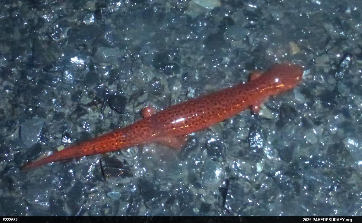 Northern Red Salamander