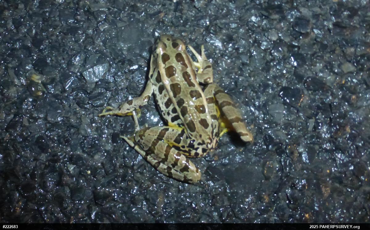 Pickerel Frog