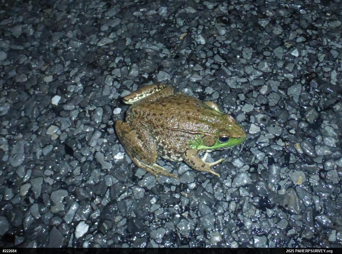 Green Frog