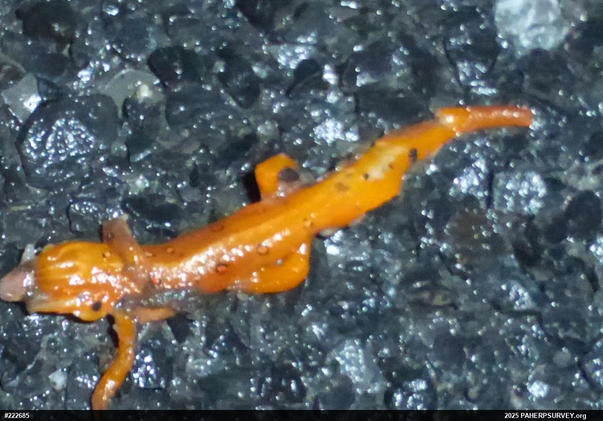 Red-spotted Newt