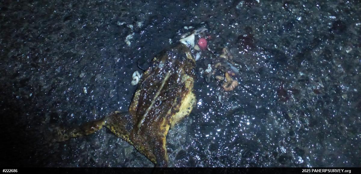 Eastern American Toad