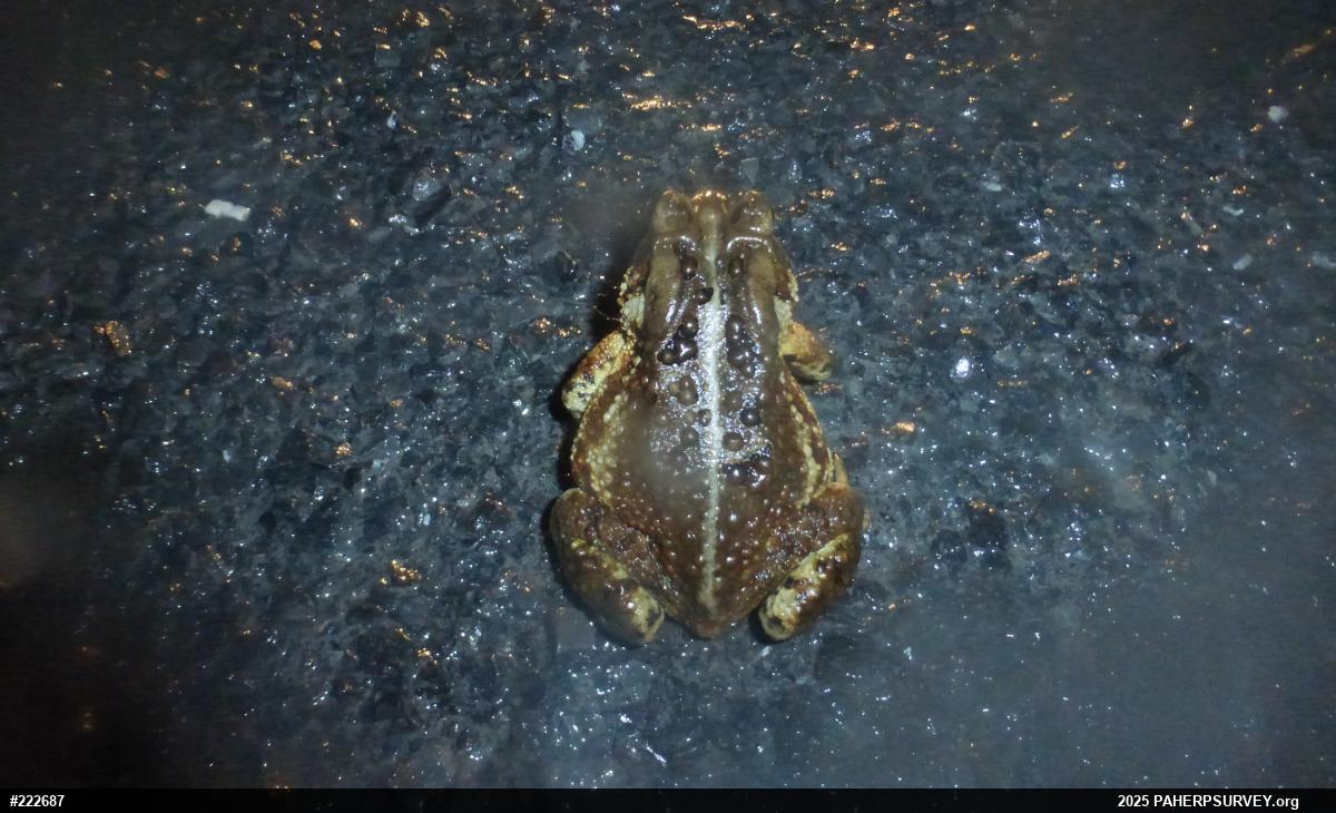 Eastern American Toad