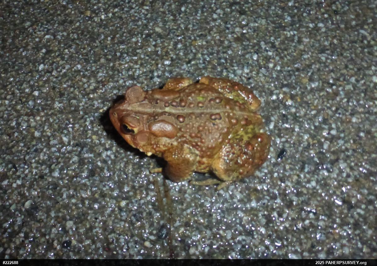 Eastern American Toad