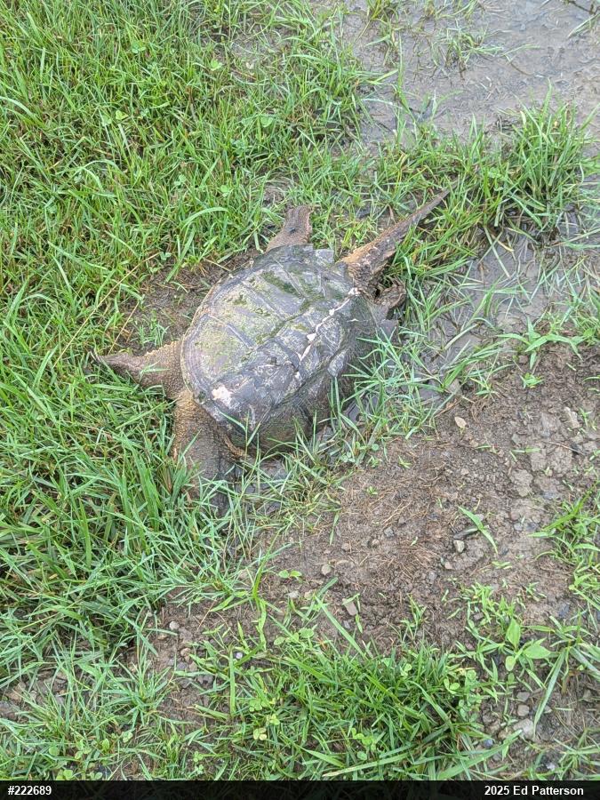 Snapping Turtle