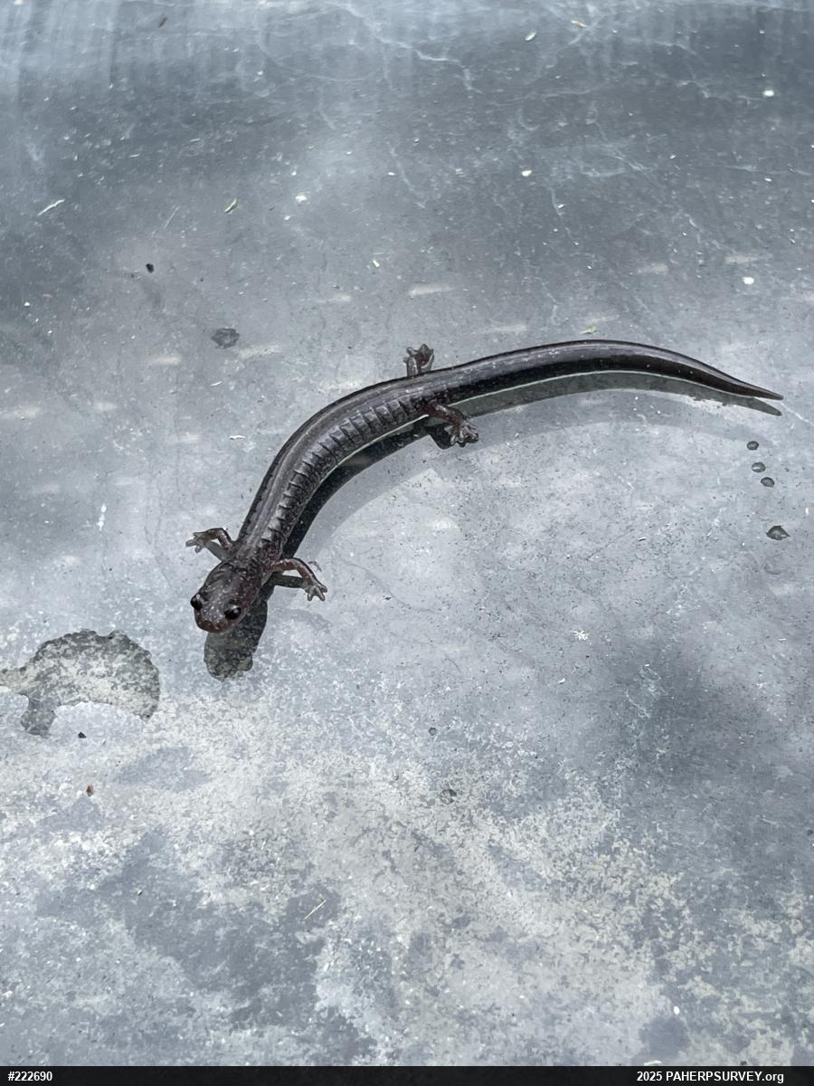Eastern Red-backed  Salamander