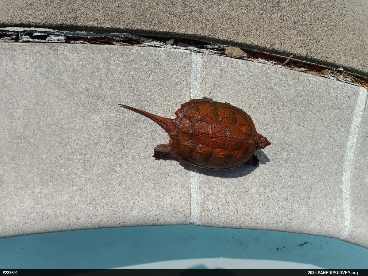 Snapping Turtle