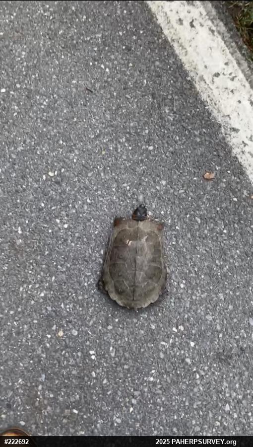 Wood Turtle