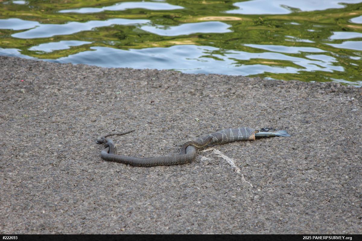 Northern Watersnake