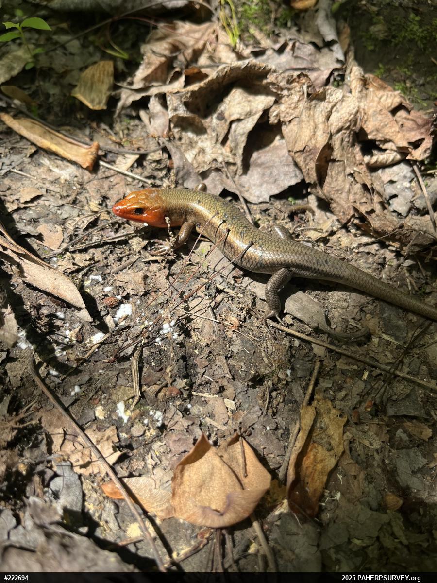 Common Five-lined Skink