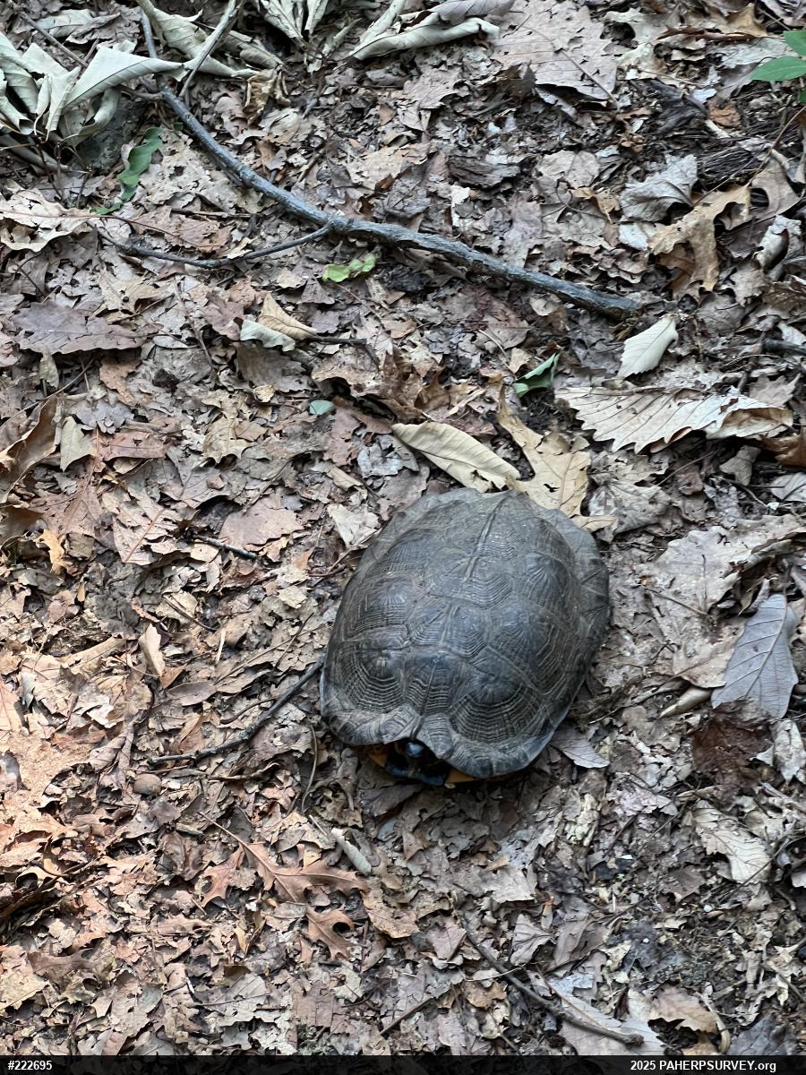 Wood Turtle