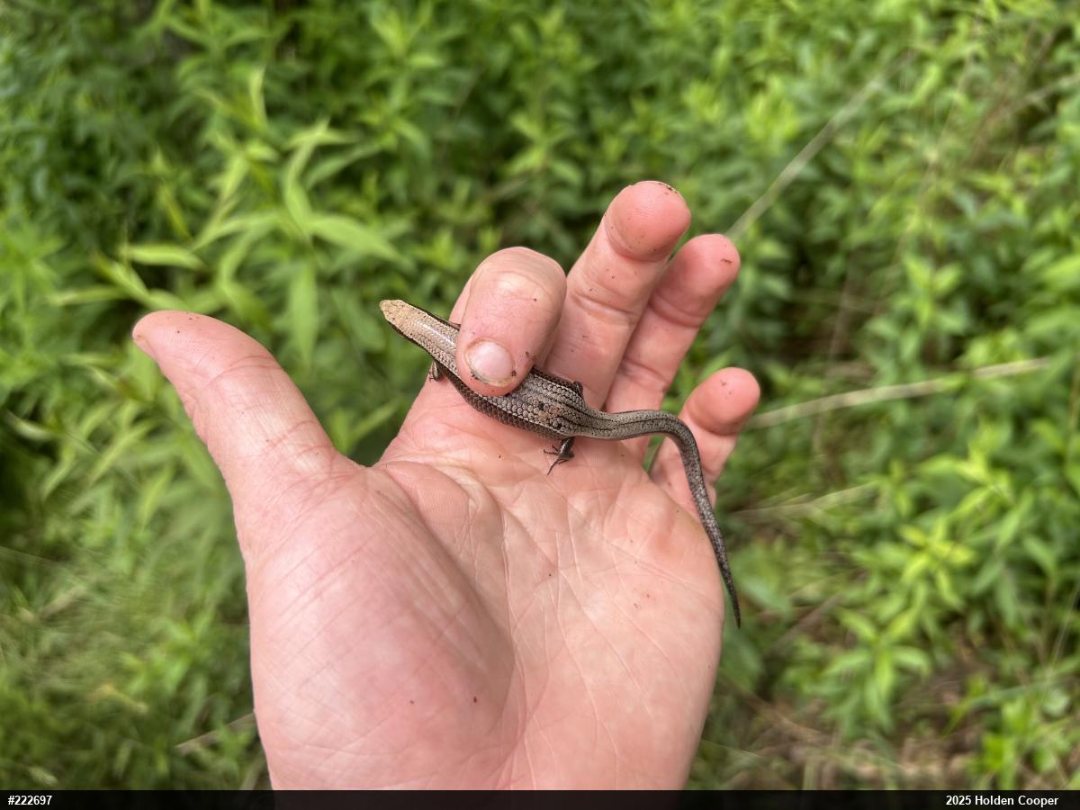 Northern Coal Skink