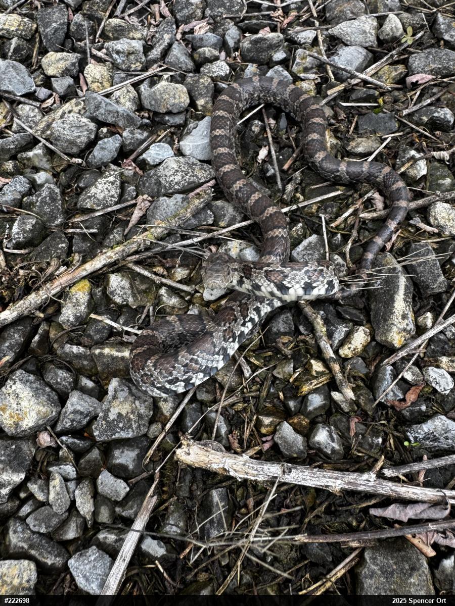 Eastern Milksnake