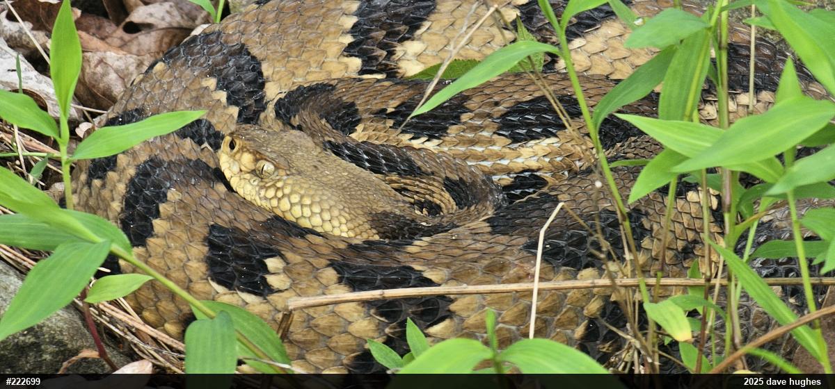 Timber Rattlesnake