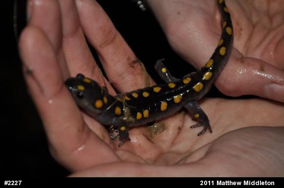 Spotted Salamander