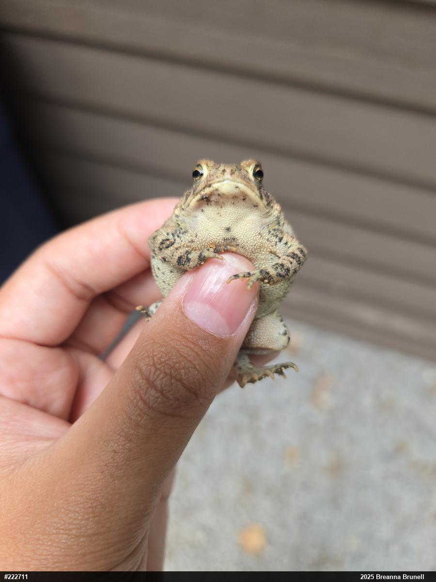 Eastern American Toad