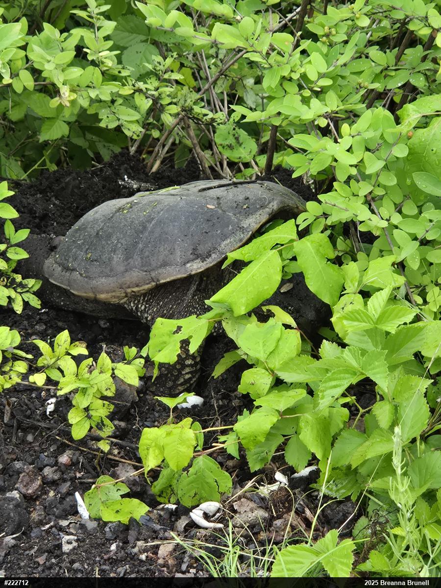 Snapping Turtle