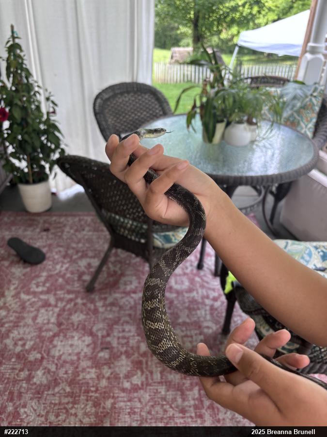 Eastern Ratsnake