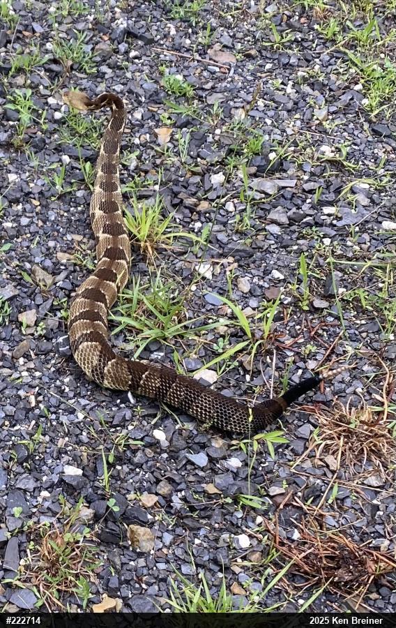 Timber Rattlesnake