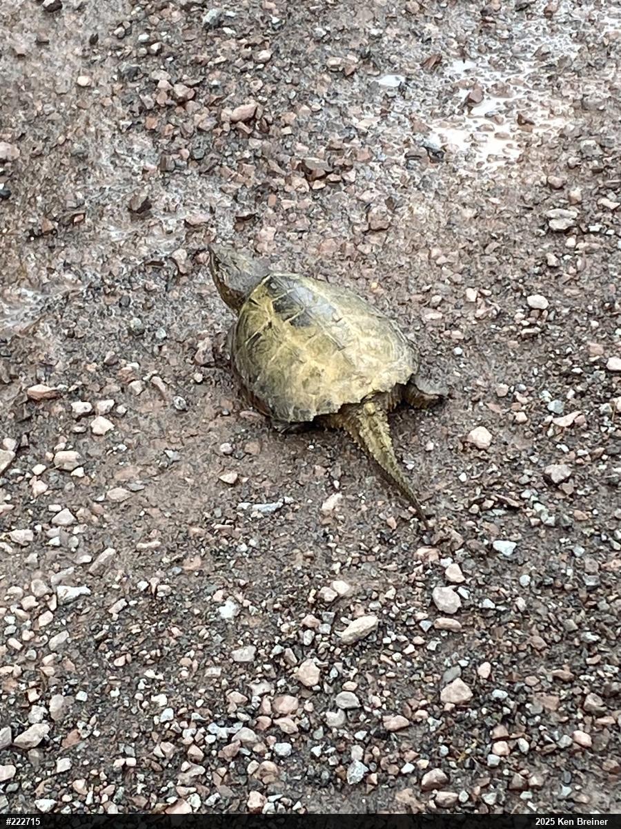 Snapping Turtle