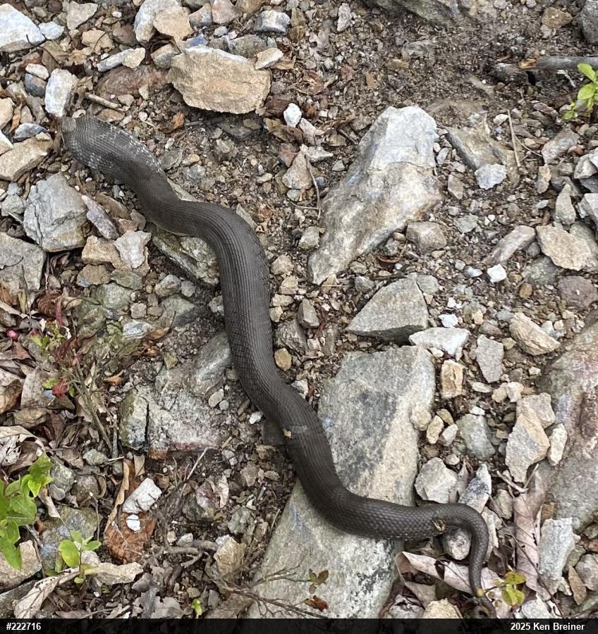 Eastern Hog-nosed Snake