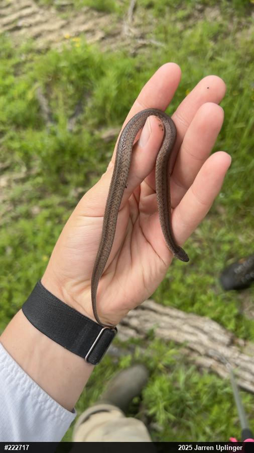 Dekay's Brownsnake