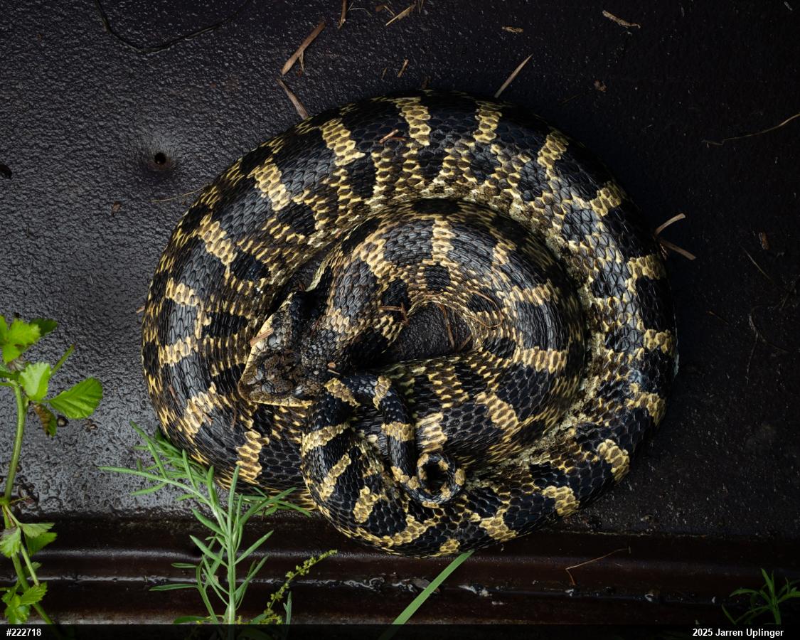 Eastern Hog-nosed Snake