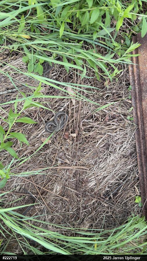 Eastern Gartersnake