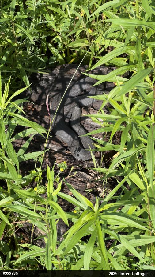 Eastern Hog-nosed Snake