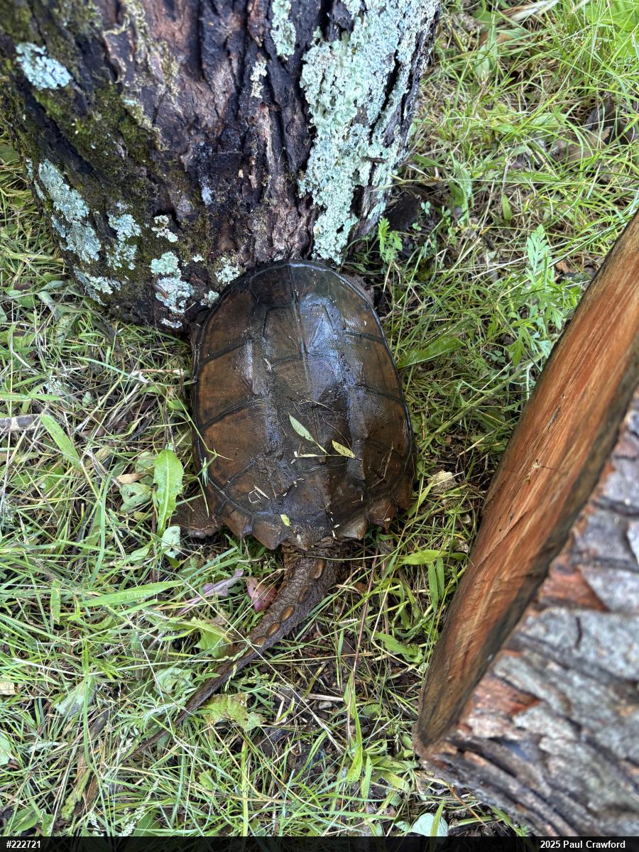 Snapping Turtle