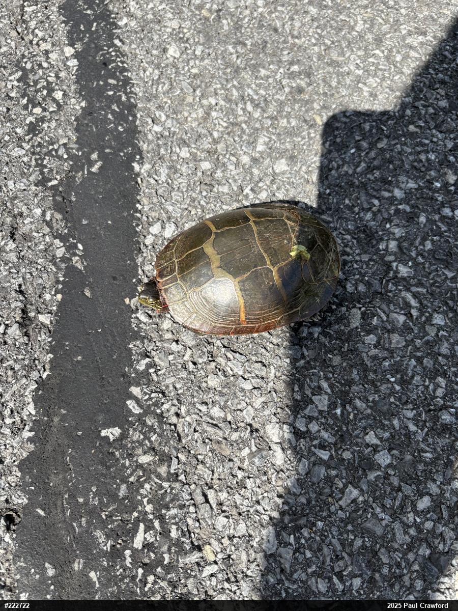 Painted Turtle